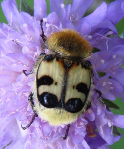 Trichius sp.